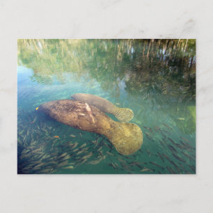 Carte postale Momma et Baby Manatee