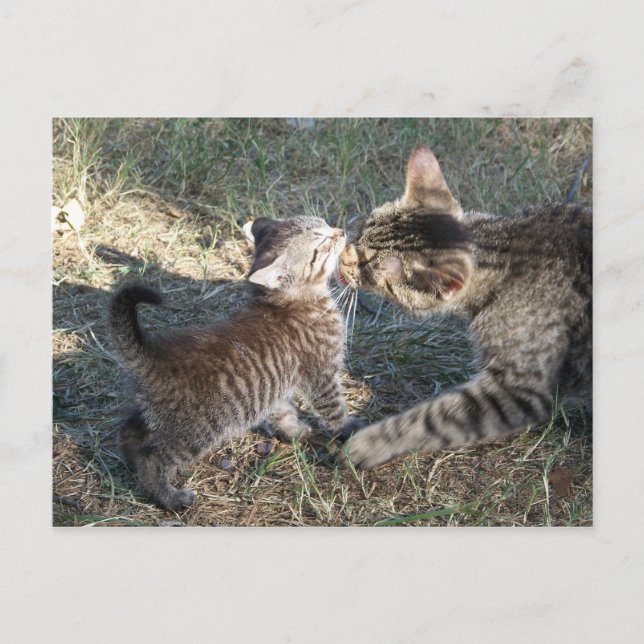 Carte Postale Momma nettoie bébé (Devant)