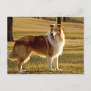 Carte Postale Mon Collie