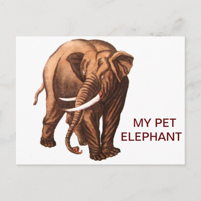 CARTE POSTALE MON ÉLÉPHANT ANIMAL (Devant)
