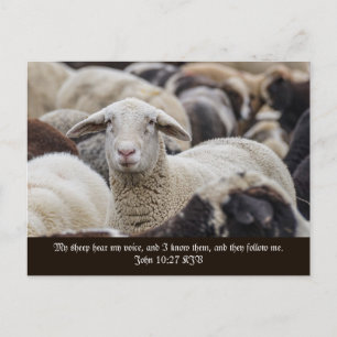 Carte Postale Mon Mouton Entend Ma Voix, Écritures, Herbe De Mou