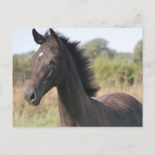 Carte Postale Mon nouveau pony