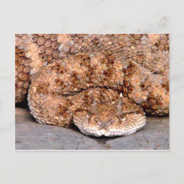 Carte Postale Mon Petit Viper (Devant)