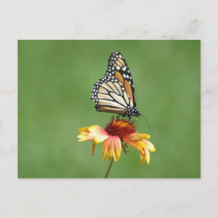 Carte postale Monarch