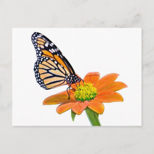 Carte postale Monarch Butterfly