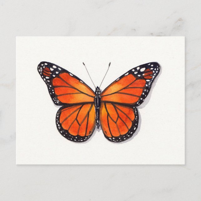 Carte postale Monarch Butterfly (Devant)