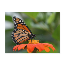 Carte postale Monarch Butterfly