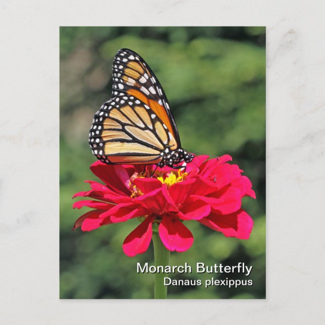 Carte postale Monarch Butterfly (Devant)