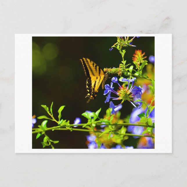 Carte postale Monarch Butterfly (Devant)