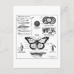 Carte Postale Monarch Butterfly Information