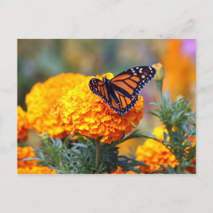Carte Postale Monarch Butterfly Marigold Photo