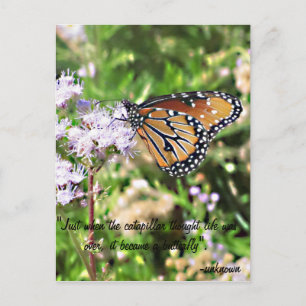 Carte Postale Monarch Butterfly Postcard