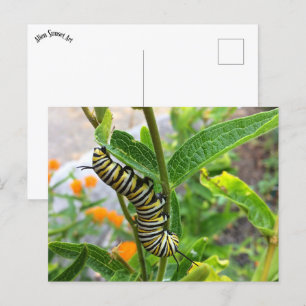 Carte Postale Monarch Caterpillar