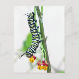 Carte postale Monarch Caterpillar