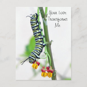 Carte postale Monarch Caterpillar Valentine