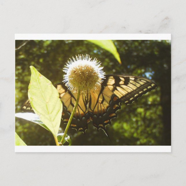 Carte postale Monarch de juin (Devant)