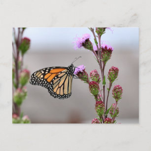 Carte Postale Monarque