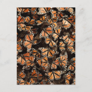 Carte Postale Monarque Butterflies