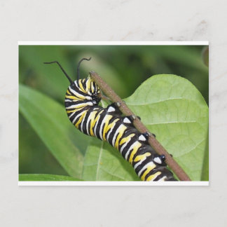 Carte Postale Monarque papillon Caterpillar