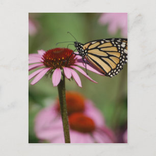 Carte Postale Monarque papillon et Black Eyed Susan
