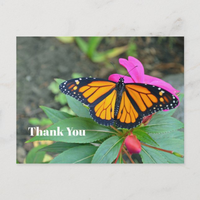 Carte Postale Monarque Papillon rose Merci de photo florale (Devant)
