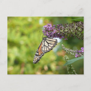 Carte Postale Monarque papillon sur Buddleia pourpre