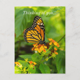 Carte Postale Monarque Sur Lantana