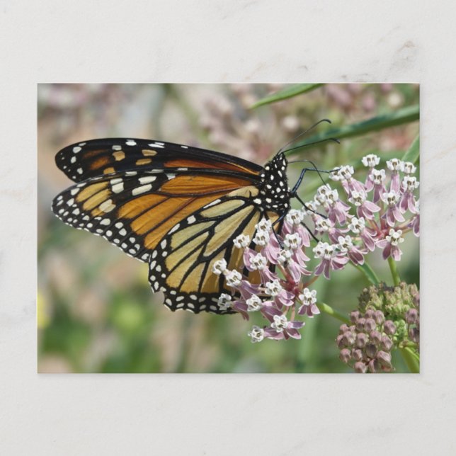 Carte Postale Monarque sur Milkweed (Devant)