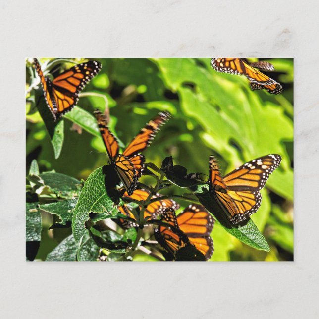 Carte Postale Monarques (Devant)