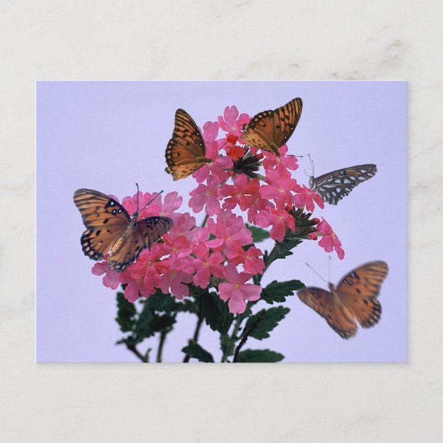 Carte Postale Monarques et Penta rose (Devant)