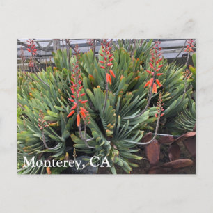 Carte postale Moneterey Fan Aloe Plicatilis