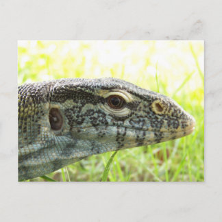 Carte Postale Moniteur Nile