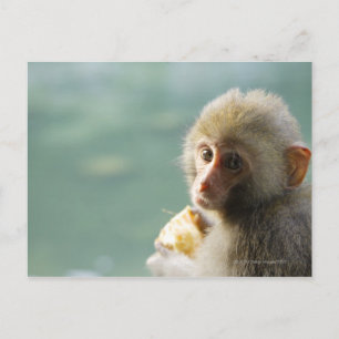 Carte Postale Monkey