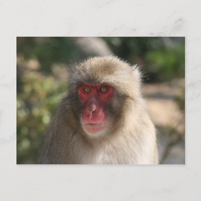 Carte Postale monkey (Devant)
