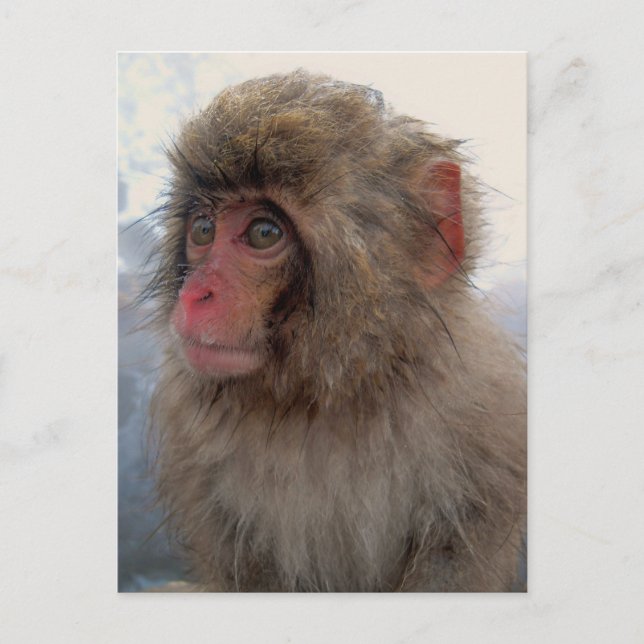 Carte postale Monkey (Devant)