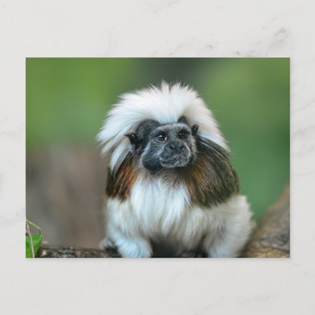 Carte postale Monkey (Devant)