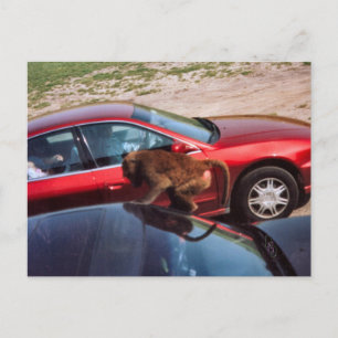 Carte Postale Monkey Business