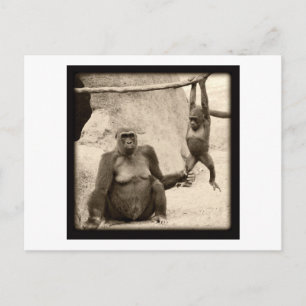 Carte Postale Monkey Business