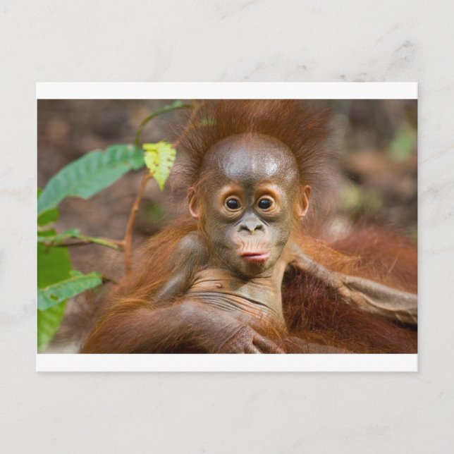 Carte Postale Monkey business 3 (Devant)