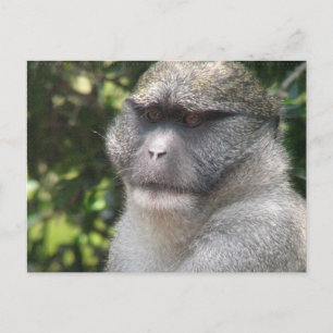 Carte postale Monkey See, Monkey Do