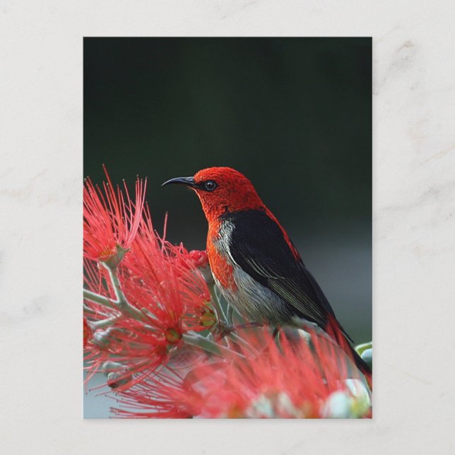 Carte Postale Monnaie de Scarlet (Devant)
