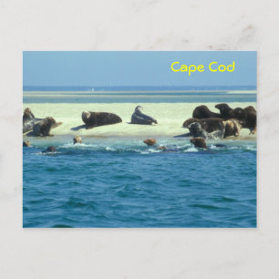 Carte Postale Monomie des phoques gris, Cape Cod