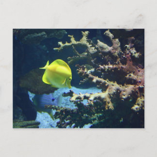 Carte Postale Monsieur Fishy!