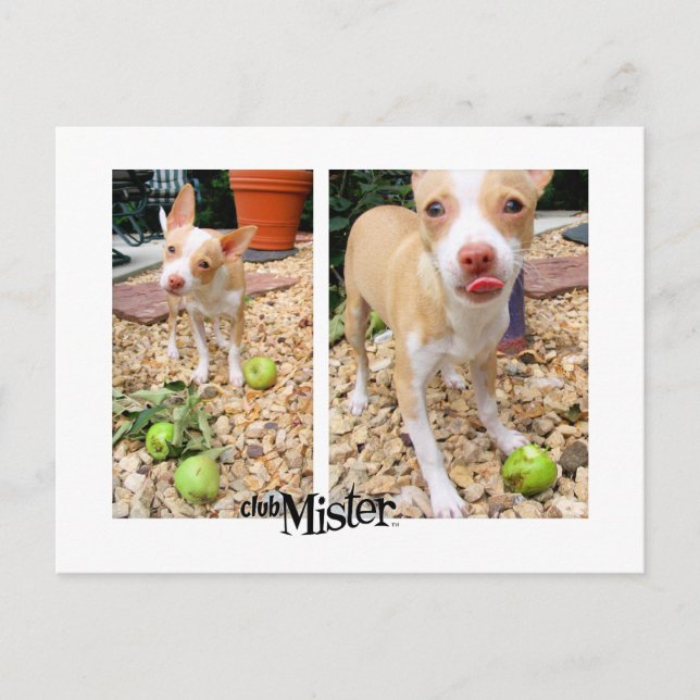 Carte Postale Monsieur Les Aime Les Pommes ! (Devant)