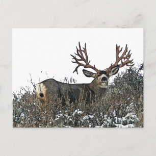 Carte Postale Monster mulette cerf 2