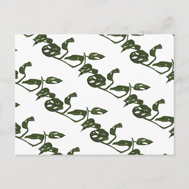 Carte Postale Monstera Adanosii Fromage Plante Motif vert (Devant)