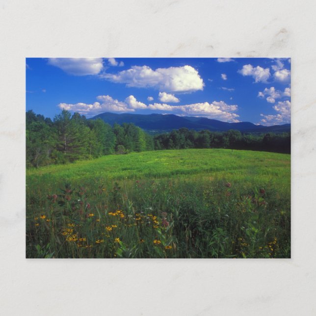 Carte Postale Mont Greylock de Meadow Williamstown (Devant)