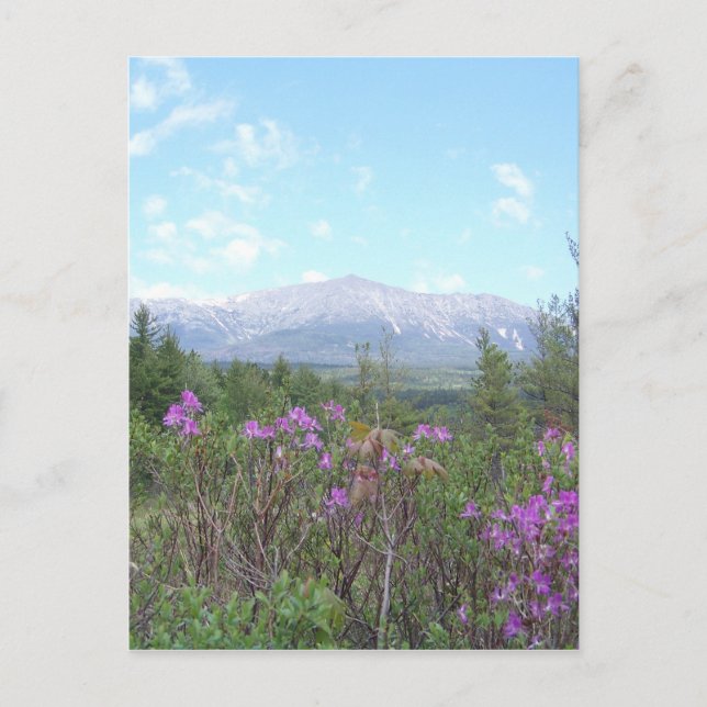 Carte Postale Mont Katahdin et fleurs sauvages (Devant)