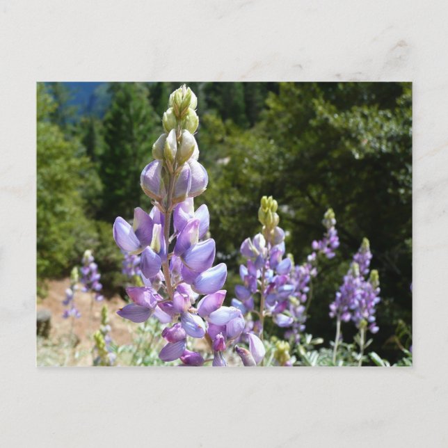 Carte Postale Mont Lupins (Devant)