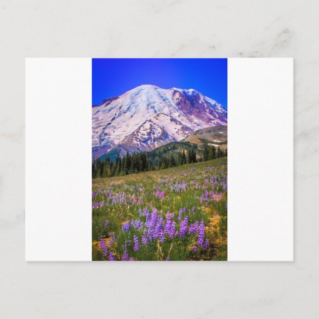 Carte Postale Mont Rainier (Devant)